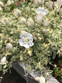 Close-up of white flowering plant
