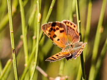 Close-up of butterfly on leaf