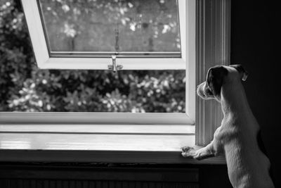 View of dog looking through window