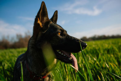 Close-up of dog looking away on field