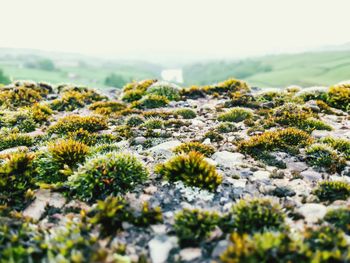 Plants growing on field