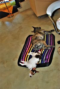 High angle view of dog sitting on floor