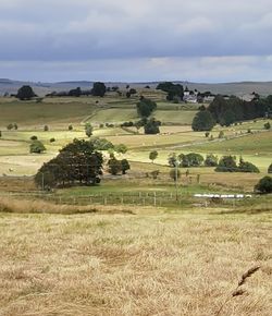 Scenic view of agricultural field against sky