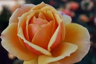 Close-up of rose blooming outdoors