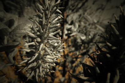 Close-up of leaves on tree during winter