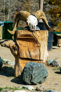 Close-up of horse in zoo