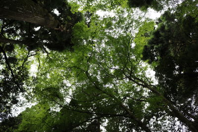 Low angle view of trees