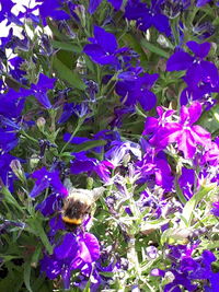 Close-up of insect on purple flowering plant