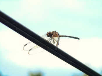 Close-up of insect perching on pole against sky