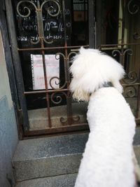 Close-up of dog