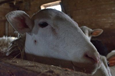 Close-up portrait of cow