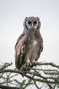 Verreaux eagle-owl on branch looking at camera