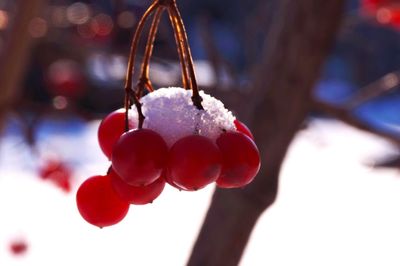 Close-up of fruits hanging on tree