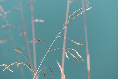 Close-up of stalks against blue sky