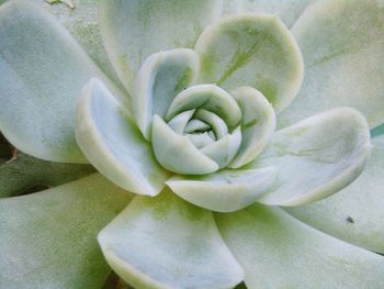 Close-up of flower