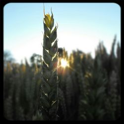 Close-up of plants growing on field at sunset