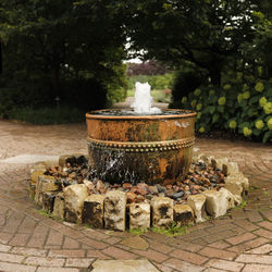 Close-up of tree stump