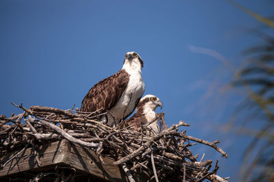 Low angle view of birds perching on nest