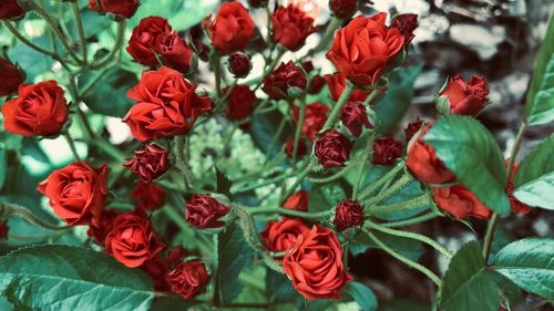 Close-up of red flowering plants