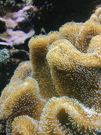 Close-up of coral in sea