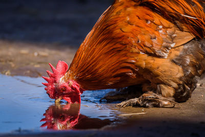 Close-up of a bird drinking water