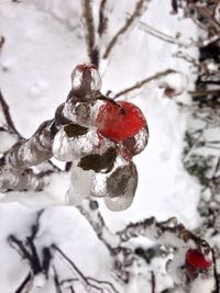 Close-up of snow on tree