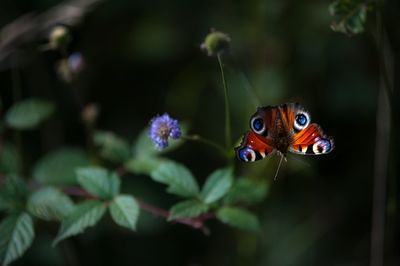 Close-up of butterfly on plant