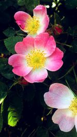 Close-up of pink flower