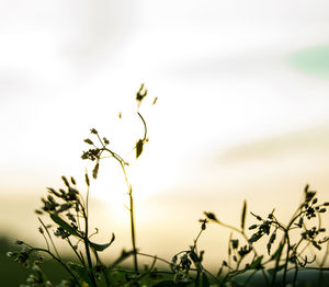 Close-up of flowers against sky