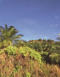 Plants growing on land against sky