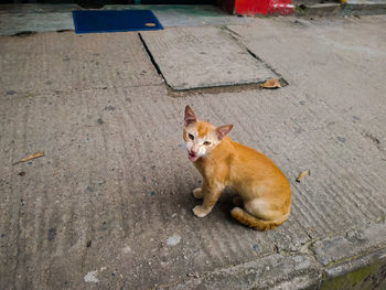 High angle view of a cat on street