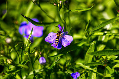 Close-up of butterfly on purple flowering plant