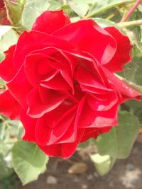 Close-up of red rose