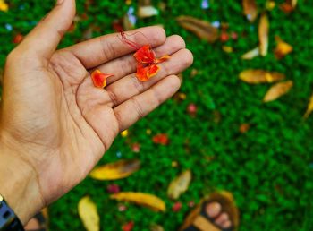 Close-up high angle view of hand holding petals