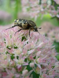 Close-up of butterfly perching on flower