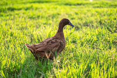 Duck on a field