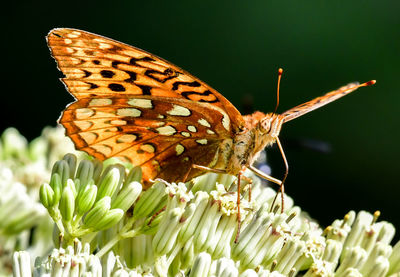 Close-up of butterfly pollinating on flower