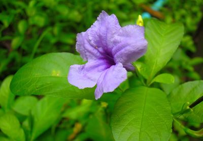 Close-up of purple flowering plant leaves