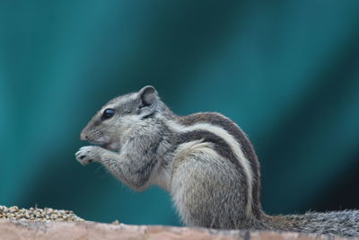 Close-up of squirrel