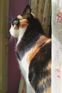 Close-up of cat looking away at home