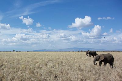 Elephants on field against blue sky