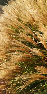 Full frame shot of crops on field