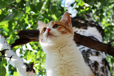 Low angle view of cat against trees