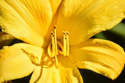 Close-up of yellow lily