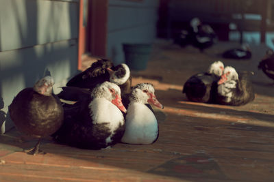 Close-up of birds