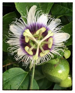 Close-up of passion flower blooming outdoors