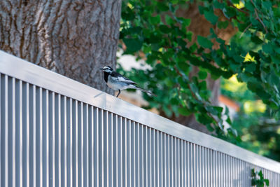 Bird perching on a railing