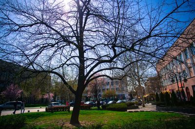 Bare trees in city