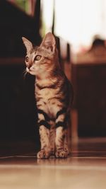 Cat sitting on floor at home