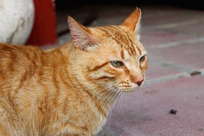 Close-up portrait of ginger